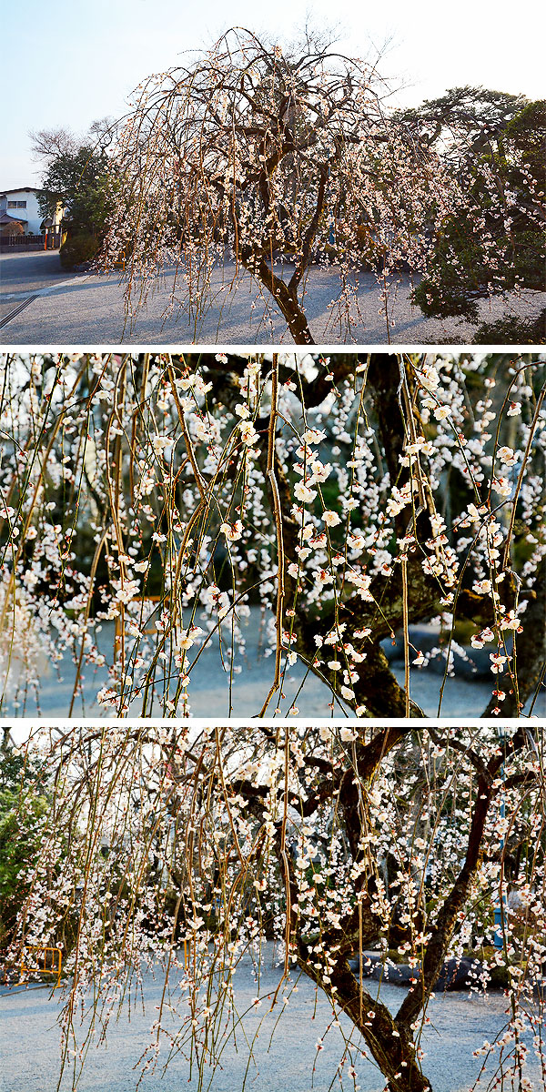 ��y�@�@�����R�@�����@�@�@�����i�Ȗ،������s���s�j�z�[���y�[�W