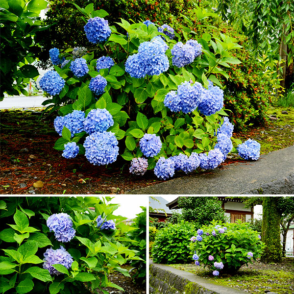 ��y�@�@�����R�@�����@�@�@�����i�Ȗ،������s���s�j�z�[���y�[�W