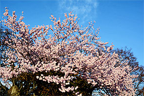 ��y�@�@�����R�@�����@�@�@�����i�Ȗ،������s���s�j�z�[���y�[�W