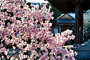 ��y�@�@�����R�@�����@�@�@�����i�Ȗ،������s���s�j�z�[���y�[�W