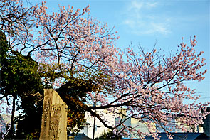 ��y�@�@�����R�@�����@�@�@�����i�Ȗ،������s���s�j�z�[���y�[�W