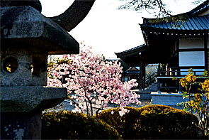 ��y�@�@�����R�@�����@�@�@�����i�Ȗ،������s���s�j�z�[���y�[�W