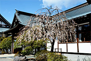 ��y�@�@�����R�@�����@�@�@�����i�Ȗ،������s���s�j�z�[���y�[�W