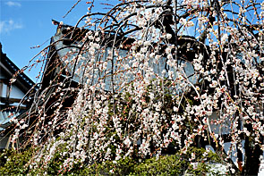 ��y�@�@�����R�@�����@�@�@�����i�Ȗ،������s���s�j�z�[���y�[�W