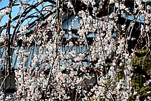 ��y�@�@�����R�@�����@�@�@�����i�Ȗ،������s���s�j�z�[���y�[�W