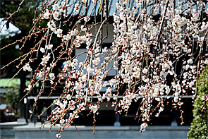 ��y�@�@�����R�@�����@�@�@�����i�Ȗ،������s���s�j�z�[���y�[�W