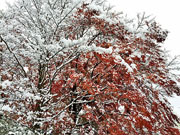 ��y�@�@�����R�@�����@�@�@�����i�Ȗ،������s���s�j�z�[���y�[�W