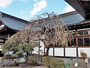 ��y�@�@�����R�@�����@�@�@�����i�Ȗ،������s���s�j�z�[���y�[�W