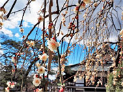 ��y�@�@�����R�@�����@�@�@�����i�Ȗ،������s���s�j�z�[���y�[�W