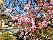 ��y�@�@�����R�@�����@�@�@�����i�Ȗ،������s���s�j�z�[���y�[�W