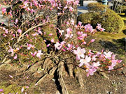 ��y�@�@�����R�@�����@�@�@�����i�Ȗ،������s���s�j�z�[���y�[�W