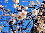 ��y�@�@�����R�@�����@�@�@�����i�Ȗ،������s���s�j�z�[���y�[�W