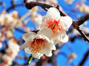 ��y�@�@�����R�@�����@�@�@�����i�Ȗ،������s���s�j�z�[���y�[�W