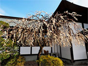 ��y�@�@�����R�@�����@�@�@�����i�Ȗ،������s���s�j�z�[���y�[�W