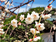 ��y�@�@�����R�@�����@�@�@�����i�Ȗ،������s���s�j�z�[���y�[�W