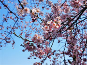 ��y�@�@�����R�@�����@�@�@�����i�Ȗ،������s���s�j�z�[���y�[�W