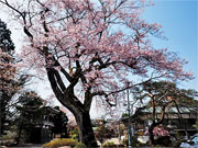 ��y�@�@�����R�@�����@�@�@�����i�Ȗ،������s���s�j�z�[���y�[�W