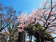 ��y�@�@�����R�@�����@�@�@�����i�Ȗ،������s���s�j�z�[���y�[�W