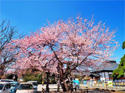 ��y�@�@�����R�@�����@�@�@�����i�Ȗ،������s���s�j�z�[���y�[�W