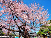 ��y�@�@�����R�@�����@�@�@�����i�Ȗ،������s���s�j�z�[���y�[�W