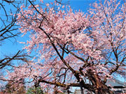 ��y�@�@�����R�@�����@�@�@�����i�Ȗ،������s���s�j�z�[���y�[�W