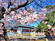 ��y�@�@�����R�@�����@�@�@�����i�Ȗ،������s���s�j�z�[���y�[�W