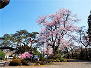 ��y�@�@�����R�@�����@�@�@�����i�Ȗ،������s���s�j�z�[���y�[�W