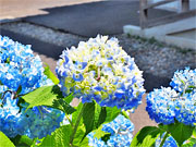 ��y�@�@�����R�@�����@�@�@�����i�Ȗ،������s���s�j�z�[���y�[�W