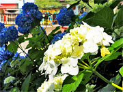 ��y�@�@�����R�@�����@�@�@�����i�Ȗ،������s���s�j�z�[���y�[�W