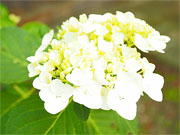 ��y�@�@�����R�@�����@�@�@�����i�Ȗ،������s���s�j�z�[���y�[�W