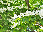 ��y�@�@�����R�@�����@�@�@�����i�Ȗ،������s���s�j�z�[���y�[�W