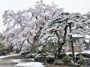 ��y�@�@�����R�@�����@�@�@�����i�Ȗ،������s���s�j�z�[���y�[�W