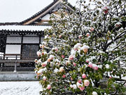 ��y�@�@�����R�@�����@�@�@�����i�Ȗ،������s���s�j�z�[���y�[�W