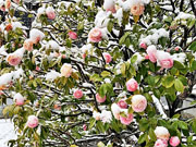 ��y�@�@�����R�@�����@�@�@�����i�Ȗ،������s���s�j�z�[���y�[�W