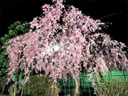 ��y�@�@�����R�@�����@�@�@�����i�Ȗ،������s���s�j�z�[���y�[�W