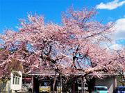 ��y�@�@�����R�@�����@�@�@�����i�Ȗ،������s���s�j�z�[���y�[�W