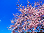 ��y�@�@�����R�@�����@�@�@�����i�Ȗ،������s���s�j�z�[���y�[�W