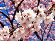 ��y�@�@�����R�@�����@�@�@�����i�Ȗ،������s���s�j�z�[���y�[�W