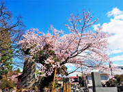 ��y�@�@�����R�@�����@�@�@�����i�Ȗ،������s���s�j�z�[���y�[�W