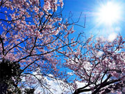 ��y�@�@�����R�@�����@�@�@�����i�Ȗ،������s���s�j�z�[���y�[�W