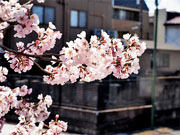 ��y�@�@�����R�@�����@�@�@�����i�Ȗ،������s���s�j�z�[���y�[�W