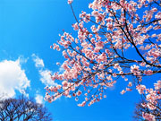 ��y�@�@�����R�@�����@�@�@�����i�Ȗ،������s���s�j�z�[���y�[�W