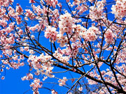 ��y�@�@�����R�@�����@�@�@�����i�Ȗ،������s���s�j�z�[���y�[�W