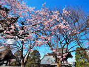 ��y�@�@�����R�@�����@�@�@�����i�Ȗ،������s���s�j�z�[���y�[�W