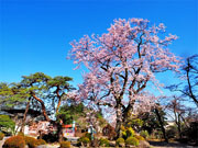 ��y�@�@�����R�@�����@�@�@�����i�Ȗ،������s���s�j�z�[���y�[�W