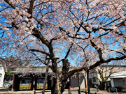 ��y�@�@�����R�@�����@�@�@�����i�Ȗ،������s���s�j�z�[���y�[�W