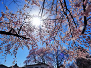 ��y�@�@�����R�@�����@�@�@�����i�Ȗ،������s���s�j�z�[���y�[�W