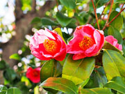 ��y�@�@�����R�@�����@�@�@�����i�Ȗ،������s���s�j�z�[���y�[�W