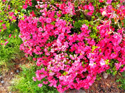 ��y�@�@�����R�@�����@�@�@�����i�Ȗ،������s���s�j�z�[���y�[�W