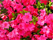 ��y�@�@�����R�@�����@�@�@�����i�Ȗ،������s���s�j�z�[���y�[�W